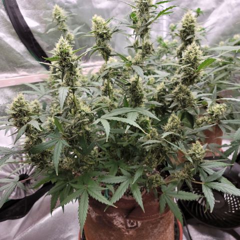 White Crystal Meth Auto #3 growlog photo: Cheese Auto 