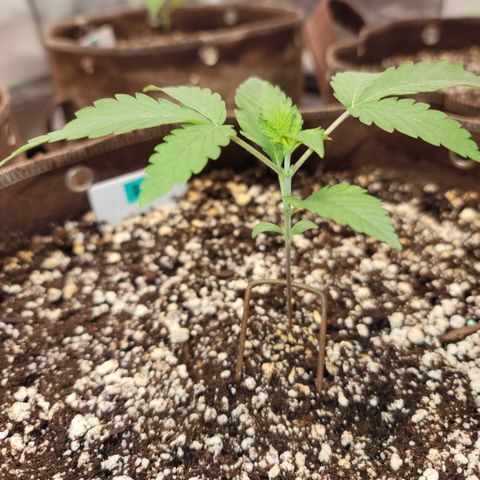 White Crystal Meth Auto #3 growlog timeline photo