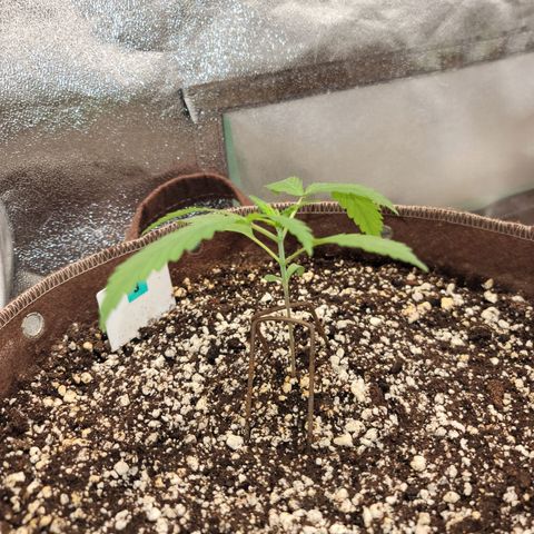 White Crystal Meth Auto #3 growlog timeline photo