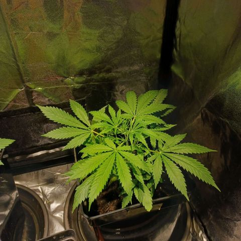 Auto blueberry growlog timeline photo