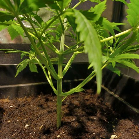Auto blueberry growlog timeline photo