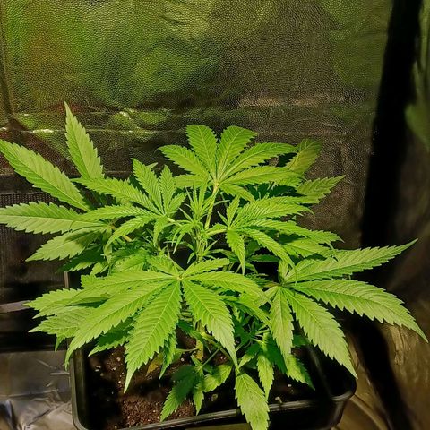 Auto blueberry growlog timeline photo
