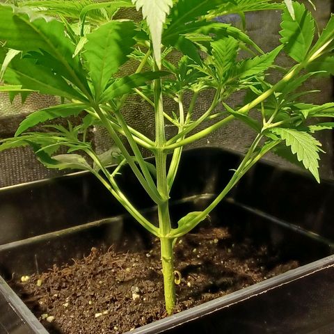 Auto blueberry growlog timeline photo