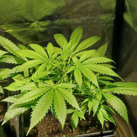 Auto blueberry growlog timeline photo