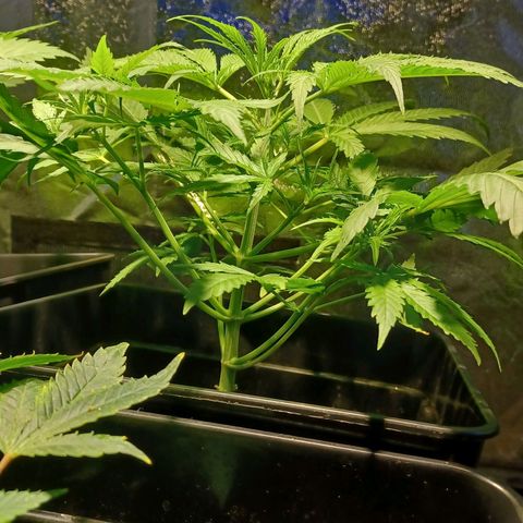 Auto blueberry growlog timeline photo