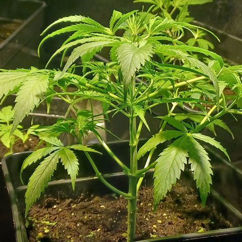 Auto blueberry growlog timeline photo