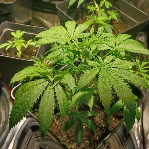 Auto blueberry growlog timeline photo
