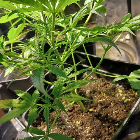 Auto blueberry growlog timeline photo