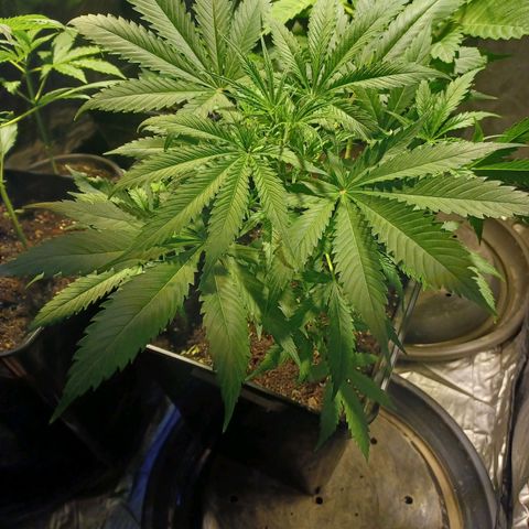 Auto blueberry growlog timeline photo
