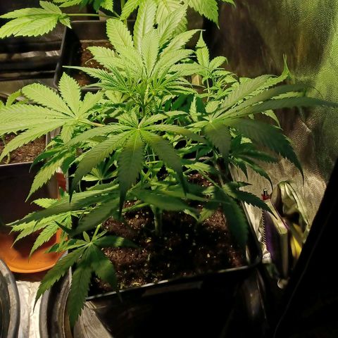 Auto blueberry growlog timeline photo