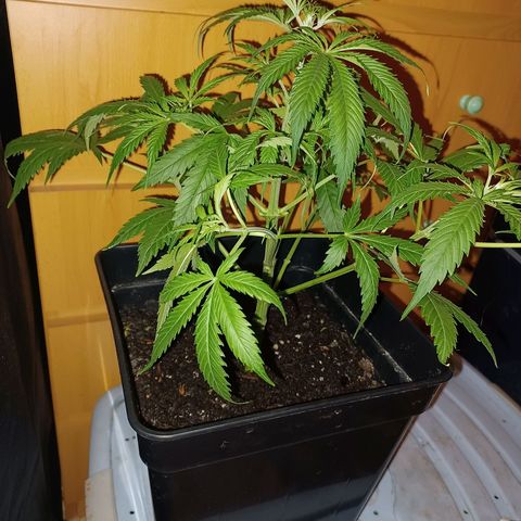 Auto blueberry growlog timeline photo