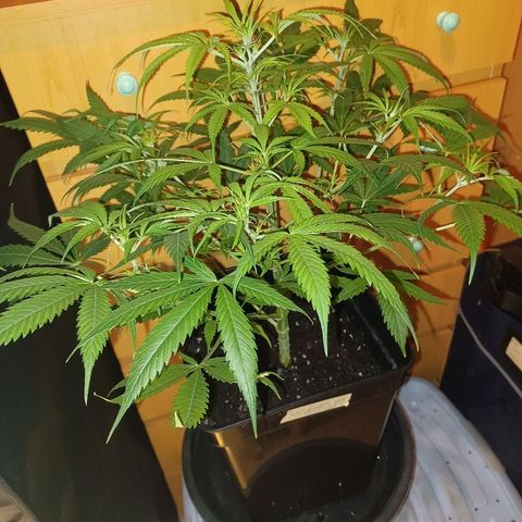 Auto blueberry growlog timeline photo