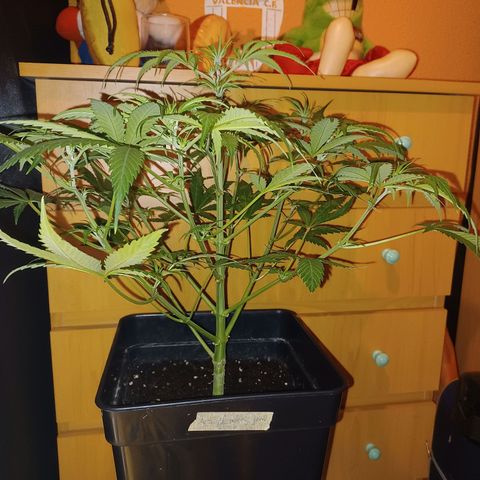 Auto blueberry growlog timeline photo