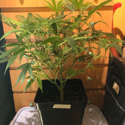 Auto blueberry growlog timeline photo