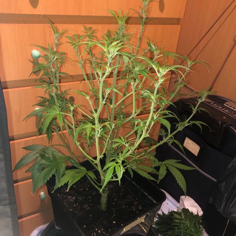 Auto blueberry growlog timeline photo