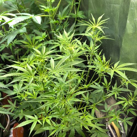 Auto blueberry growlog timeline photo