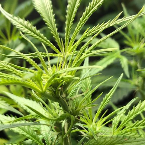 Auto blueberry growlog timeline photo