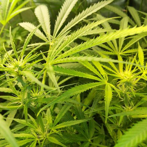 Auto blueberry growlog timeline photo