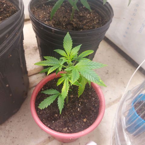 White Widow growlog timeline photo