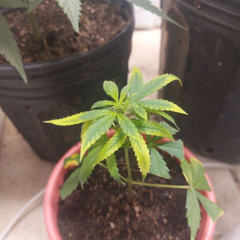 White Widow growlog timeline photo