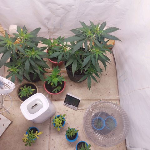 White Widow growlog timeline photo