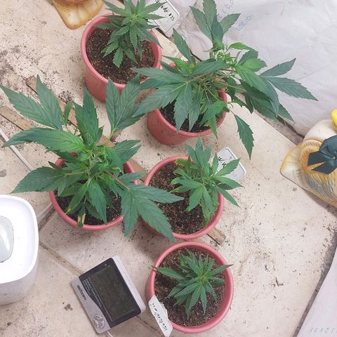 White Widow growlog timeline photo