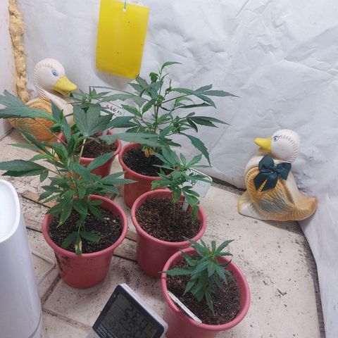 White Widow growlog timeline photo
