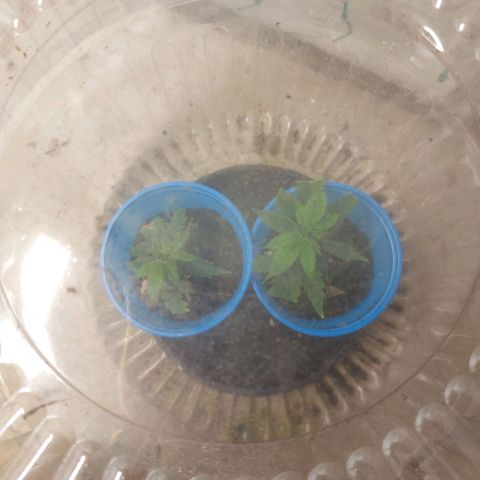 White Widow growlog timeline photo