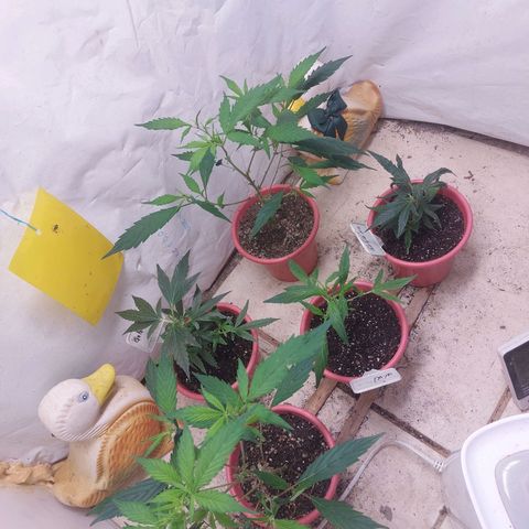 White Widow growlog timeline photo