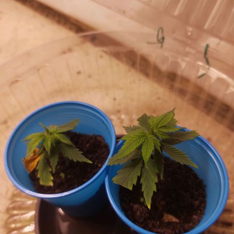 White Widow growlog timeline photo
