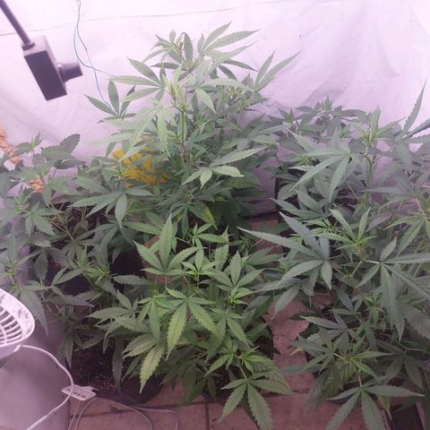 White Widow growlog timeline photo