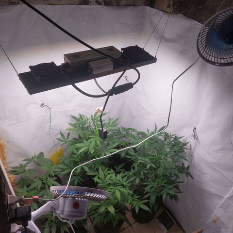 White Widow growlog timeline photo