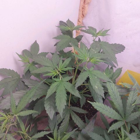White Widow growlog timeline photo