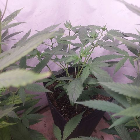 White Widow growlog timeline photo