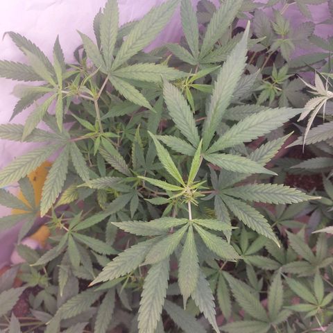 White Widow growlog timeline photo