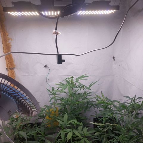 White Widow growlog timeline photo