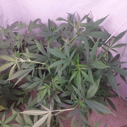 White Widow growlog timeline photo