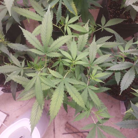 White Widow growlog timeline photo