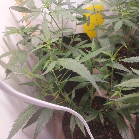 White Widow growlog timeline photo