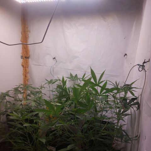 White Widow growlog timeline photo
