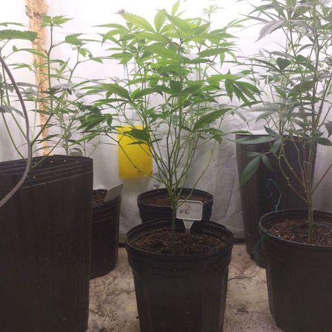 White Widow growlog timeline photo