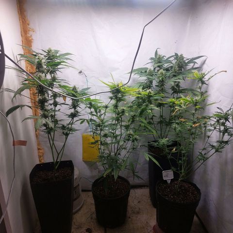 White Widow growlog timeline photo