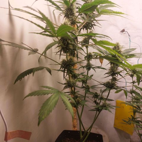 White Widow growlog timeline photo