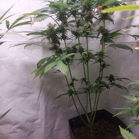 White Widow growlog timeline photo