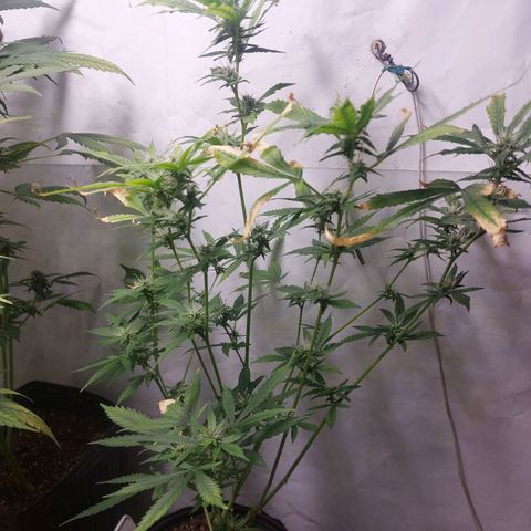 White Widow growlog timeline photo