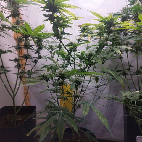 White Widow growlog timeline photo