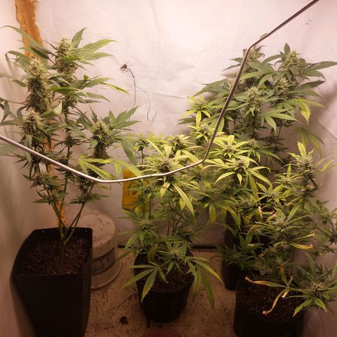 White Widow growlog timeline photo