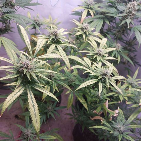 White Widow growlog timeline photo
