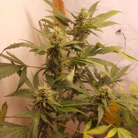 White Widow growlog timeline photo