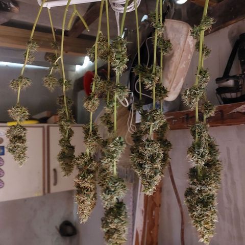 White Widow growlog timeline photo